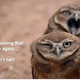 Illustration for article titled Owls
